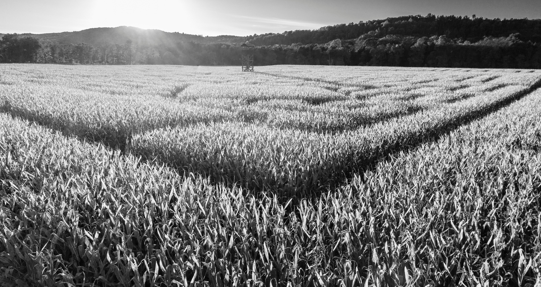 The huge Halloween's Corn Maze in Pennsylvania, Poconos Region